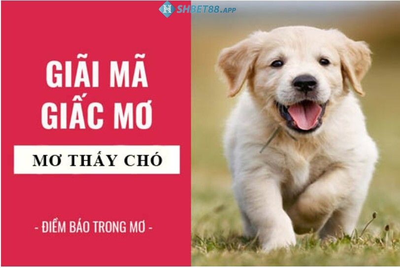 Chiêm bao thấy chó có phải là báo hiệu cho sự xui xẻo?