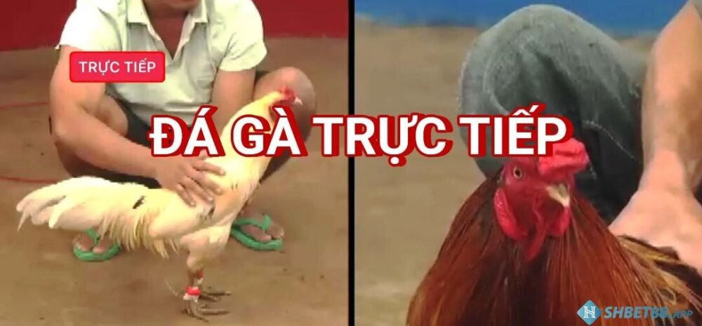 Sơ lược thông tin về đá gà cựa sắt trực tiếp