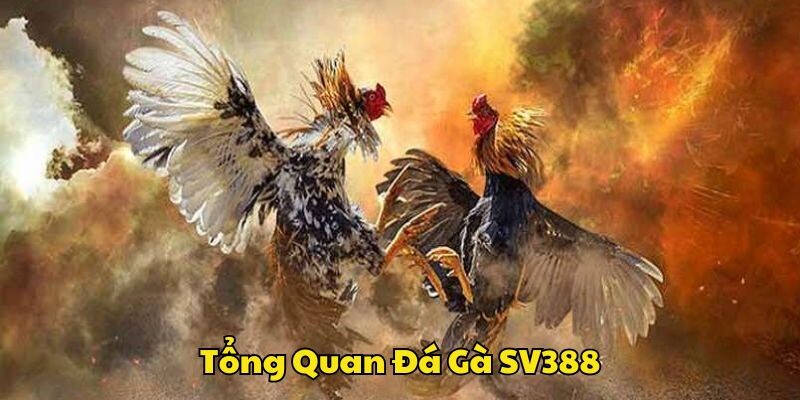 Sơ lược chung game đá gà tại SV388